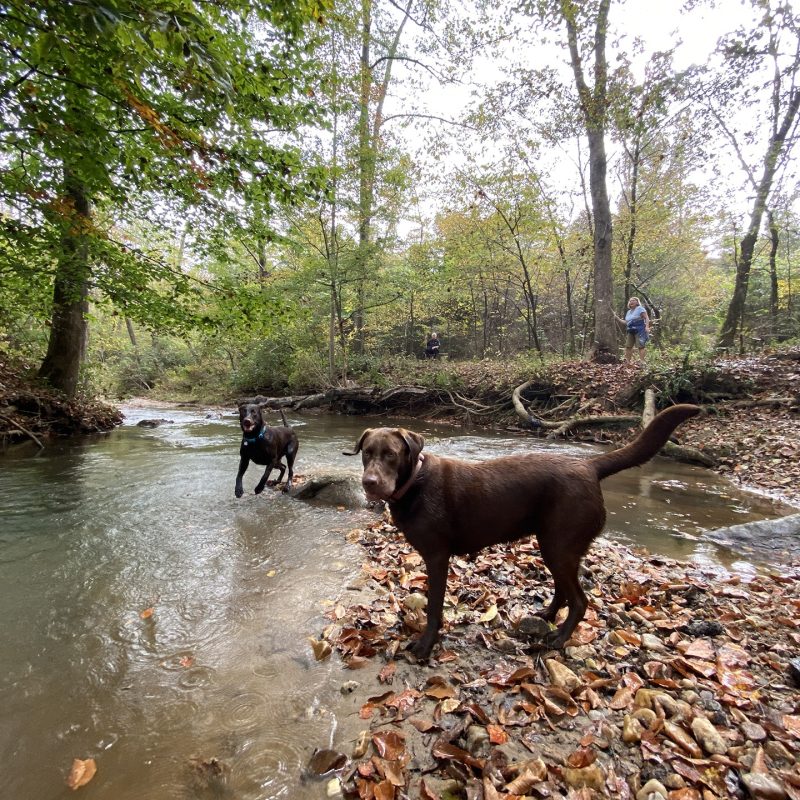 Toccoa wedding venues